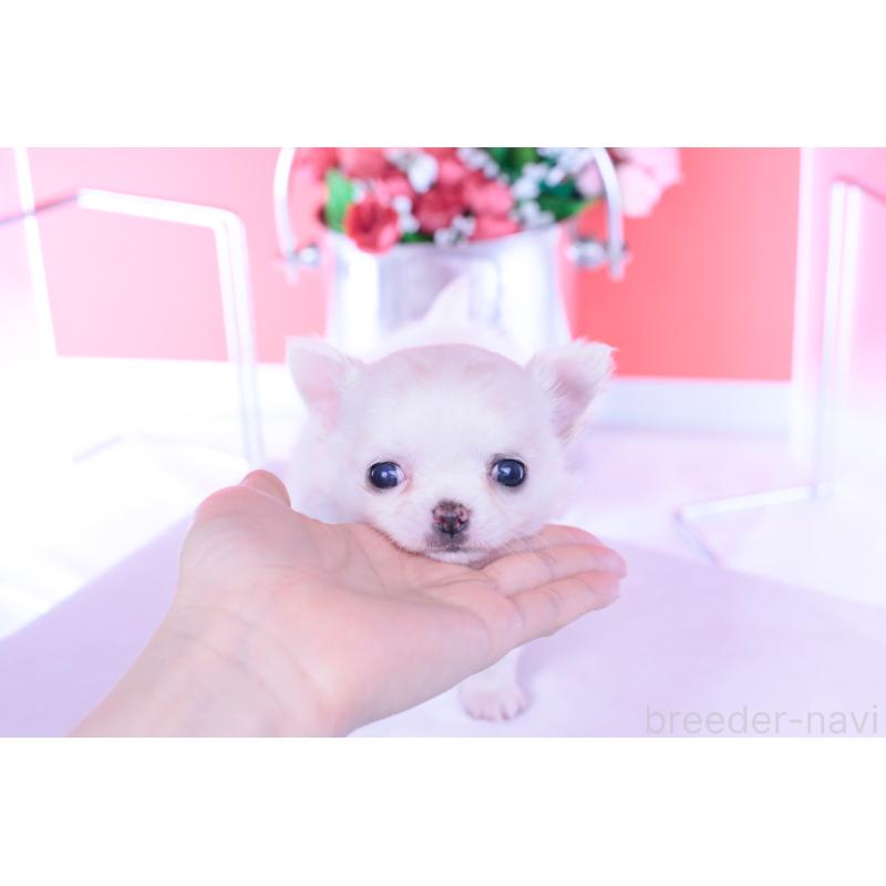 販売中の愛知県のチワワ(ロングコート)-437128の13枚目