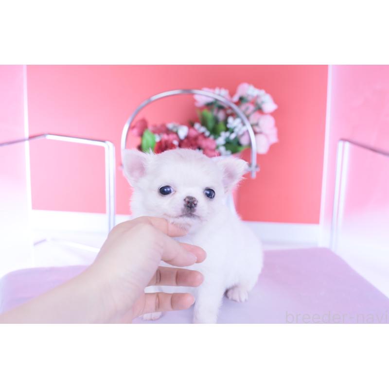 販売中の愛知県のチワワ(ロングコート)-437128の11枚目