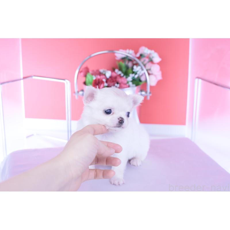 販売中の愛知県のチワワ(ロングコート)-437128の10枚目