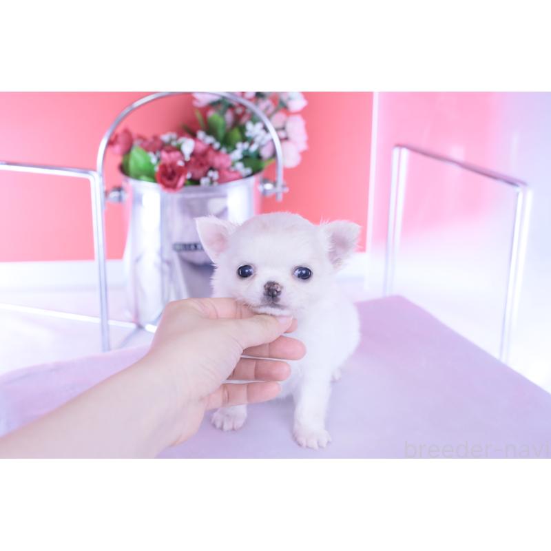 販売中の愛知県のチワワ(ロングコート)-437128の8枚目