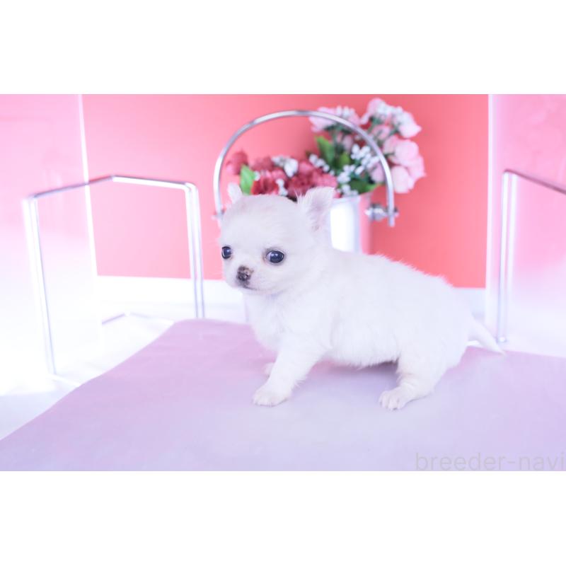 販売中の愛知県のチワワ(ロングコート)-437128の7枚目