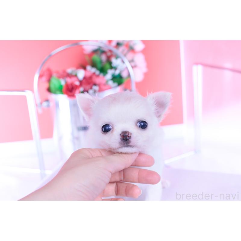 販売中の愛知県のチワワ(ロングコート)-437128の4枚目