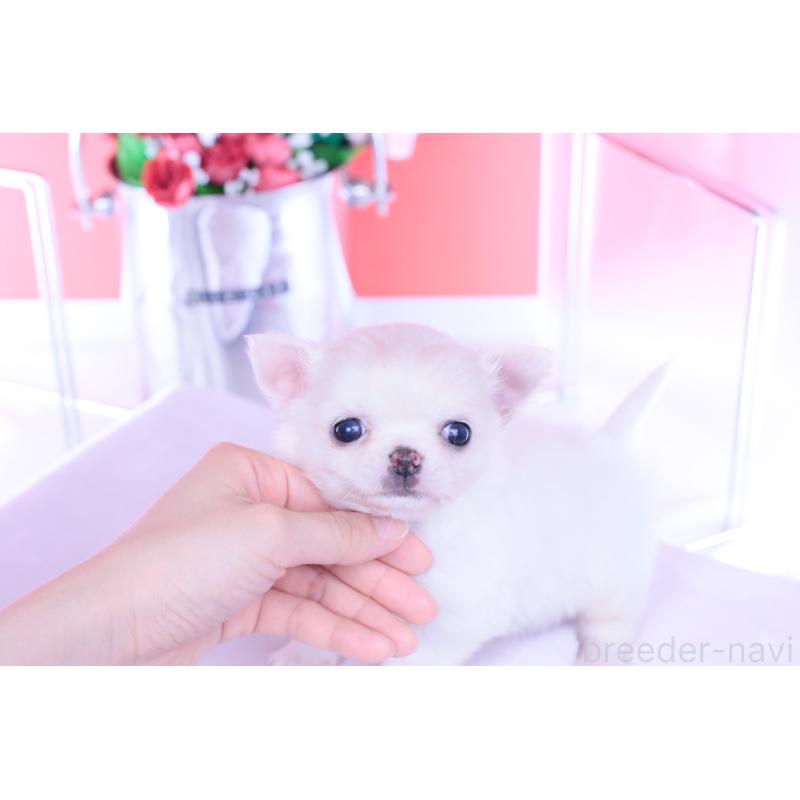 販売中の愛知県のチワワ(ロングコート)-437128の3枚目