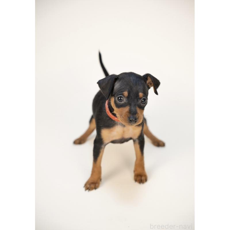 販売中の山梨県のミニチュアピンシャー(ミニピン)-431122の6枚目