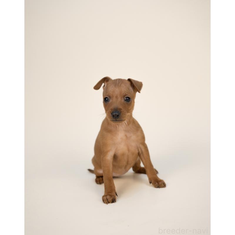 販売中の山梨県のミニチュアピンシャー(ミニピン)-431118の7枚目