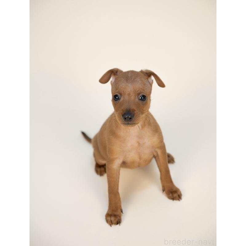 販売中の山梨県のミニチュアピンシャー(ミニピン)-431118の6枚目