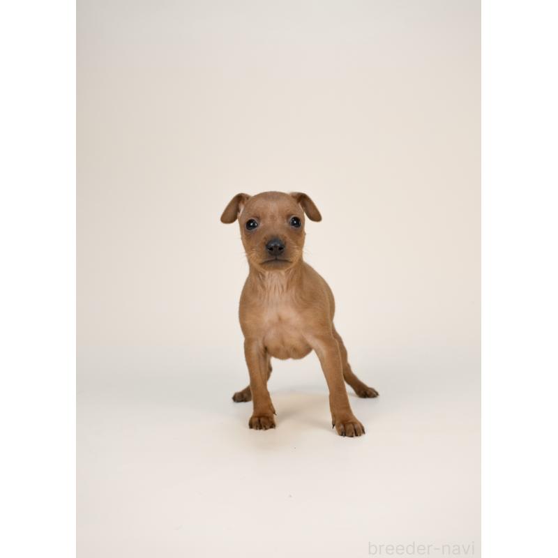 販売中の山梨県のミニチュアピンシャー(ミニピン)-431118の5枚目