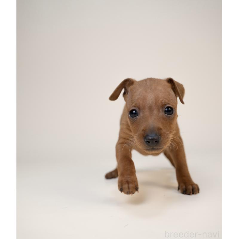 販売中の山梨県のミニチュアピンシャー(ミニピン)-431118の4枚目