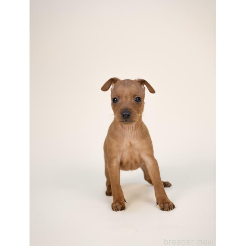 販売中の山梨県のミニチュアピンシャー(ミニピン)-431118の2枚目