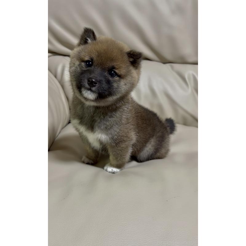 販売中の愛知県の豆柴-430584の5枚目