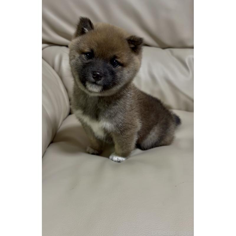 販売中の愛知県の豆柴-430584の3枚目