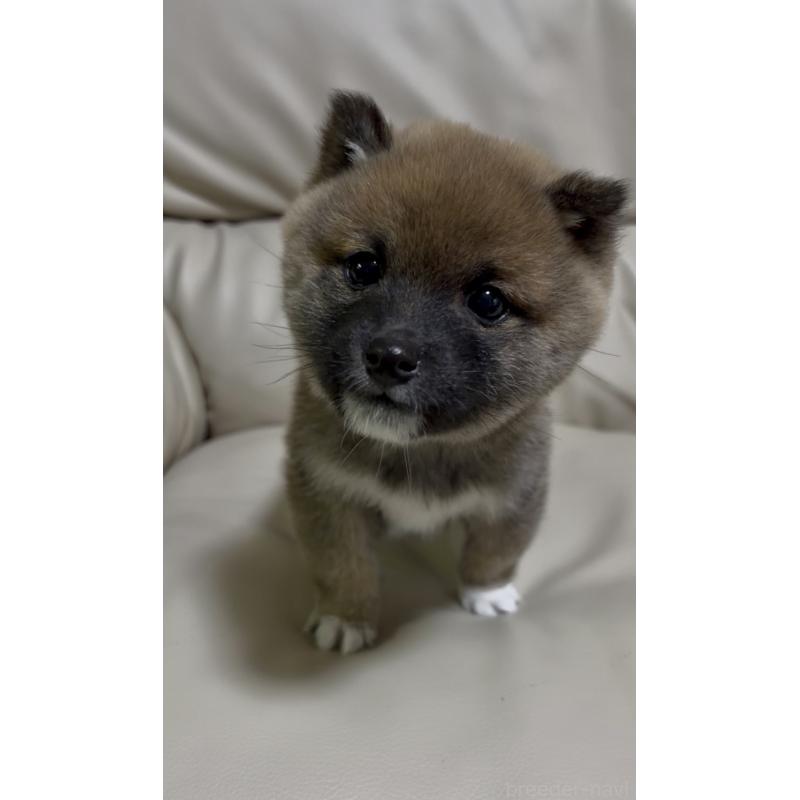 販売中の愛知県の豆柴-430584の2枚目