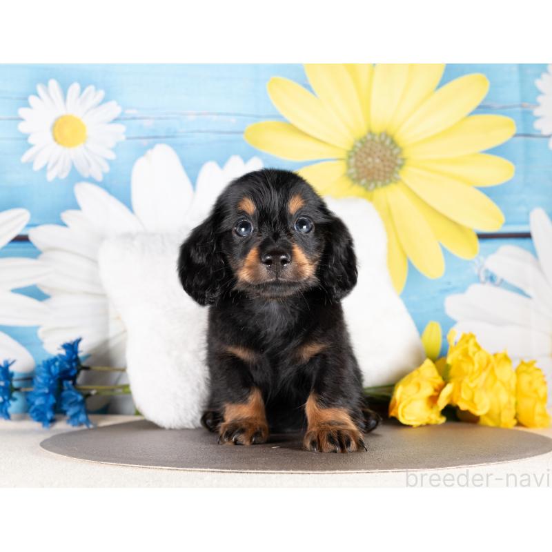 販売中の愛知県のミニチュアダックスフンド(ロングヘアード)-437129の5枚目