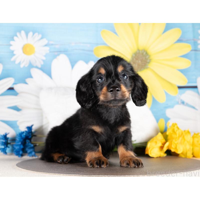 販売中の愛知県のミニチュアダックスフンド(ロングヘアード)-437129の4枚目