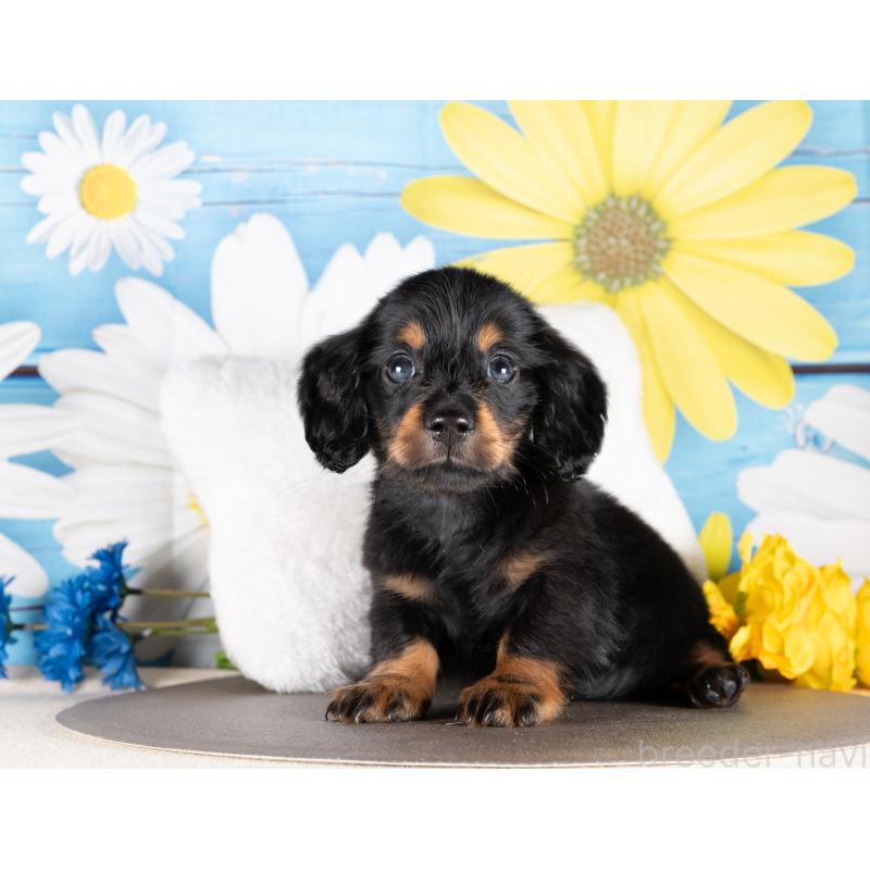 販売中の愛知県のミニチュアダックスフンド(ロングヘアード)-437129の3枚目