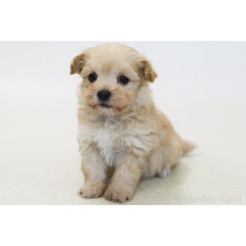 販売中の神奈川県のマルプー:マルチーズ×トイプードル-433956