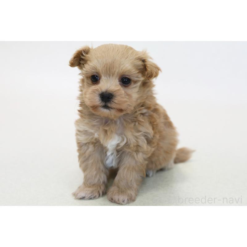 販売中の神奈川県のマルプー:マルチーズ×トイプードル-433958