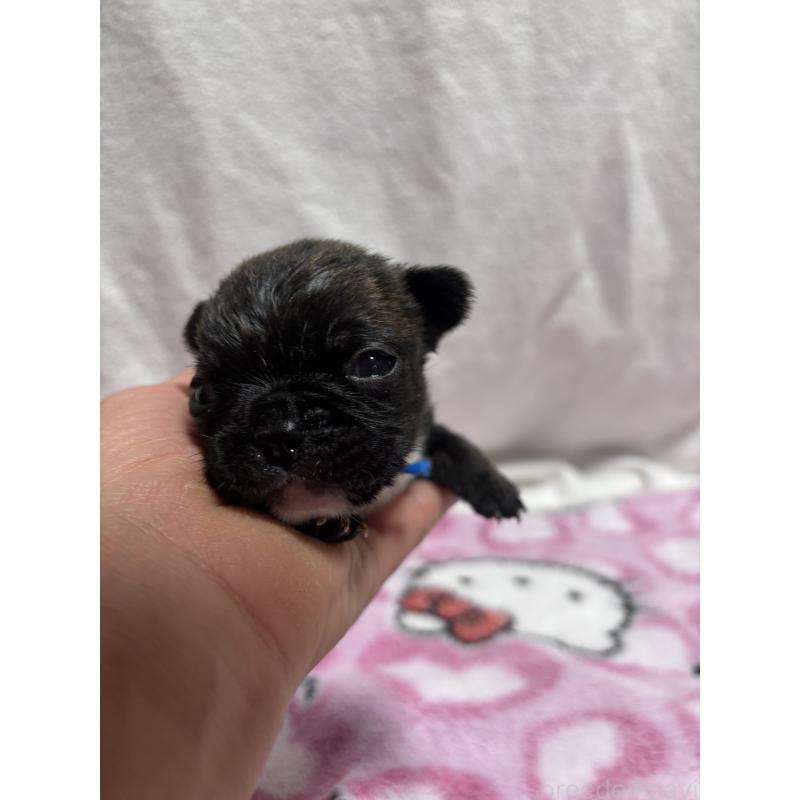 販売中の三重県のフレンチブルドッグ-437132の1枚目