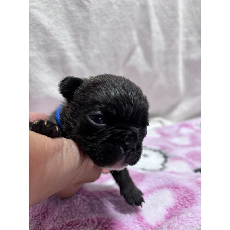 販売中の三重県のフレンチブルドッグ-437132の4枚目