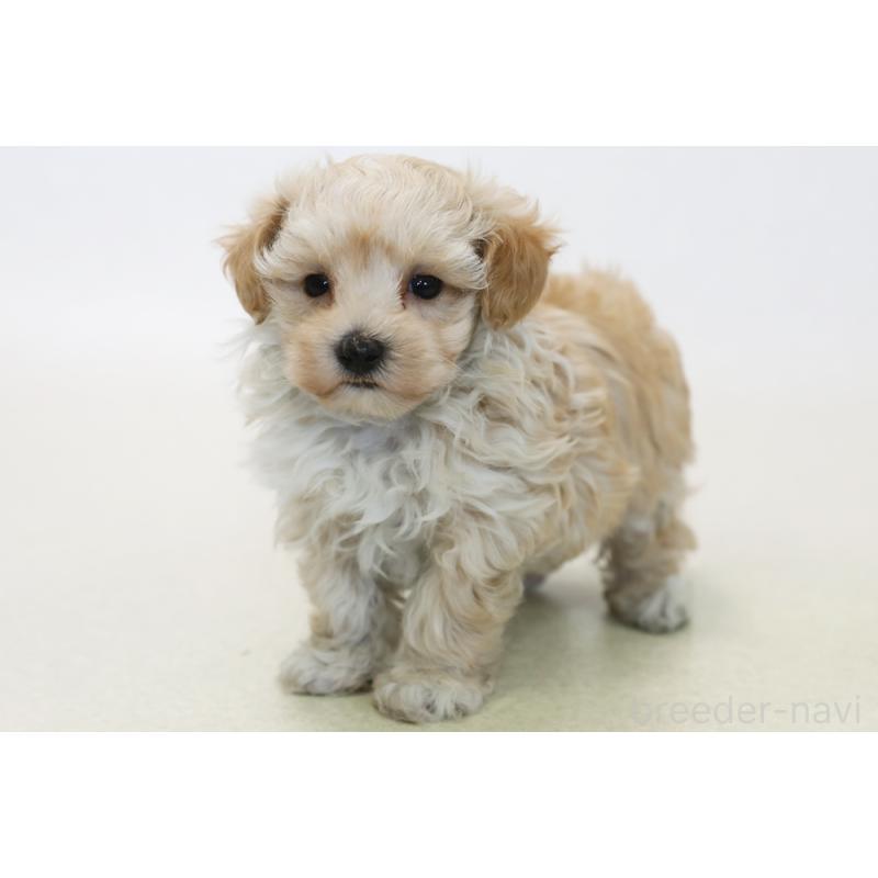 販売中の神奈川県のマルプー:マルチーズ×トイプードル-431484の1枚目