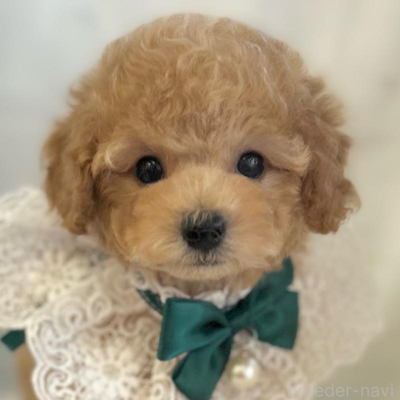 販売中の愛知県のタイニープードル-437130