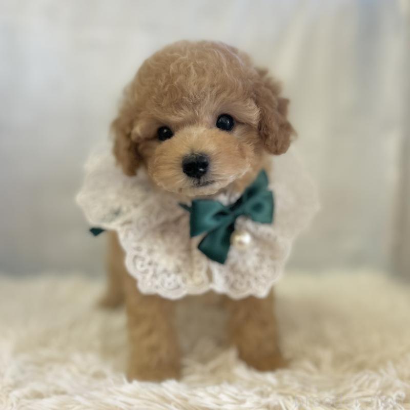 販売中の愛知県のタイニープードル-437130の6枚目