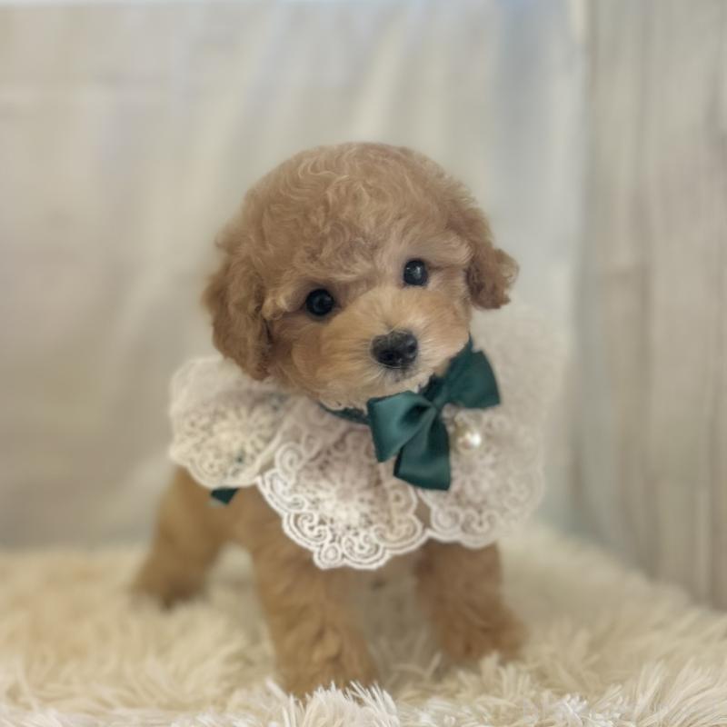 販売中の愛知県のタイニープードル-437130の5枚目