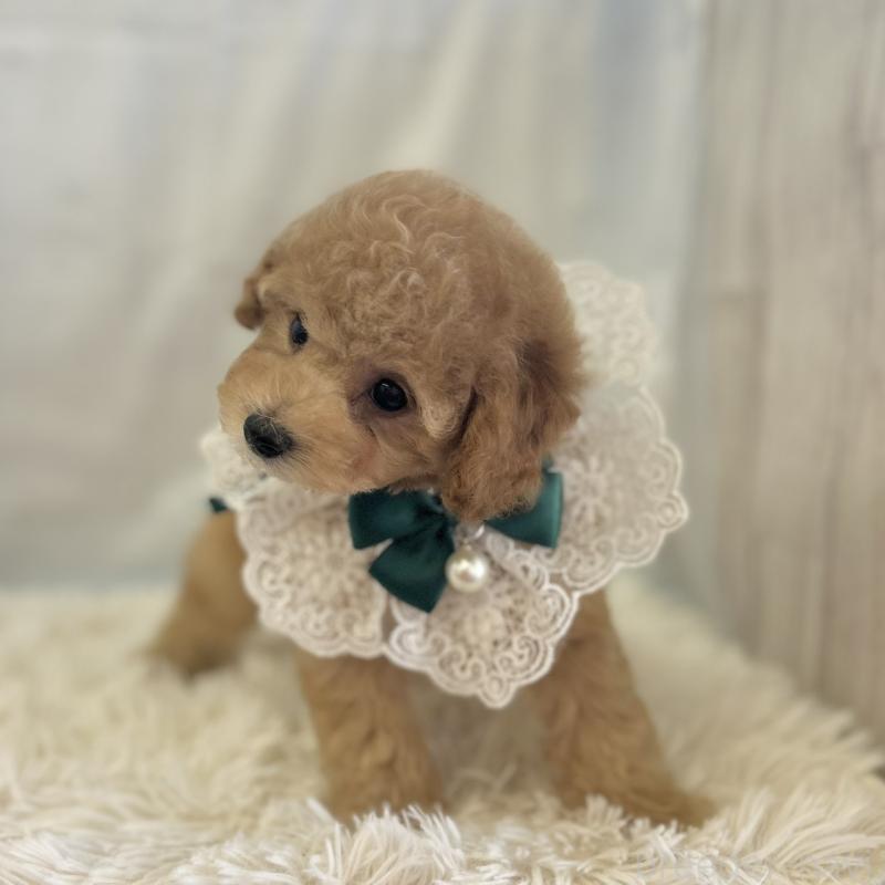 販売中の愛知県のタイニープードル-437130の4枚目