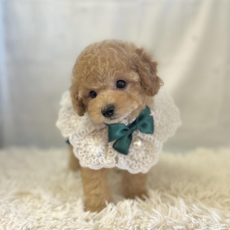 販売中の愛知県のタイニープードル-437130の3枚目