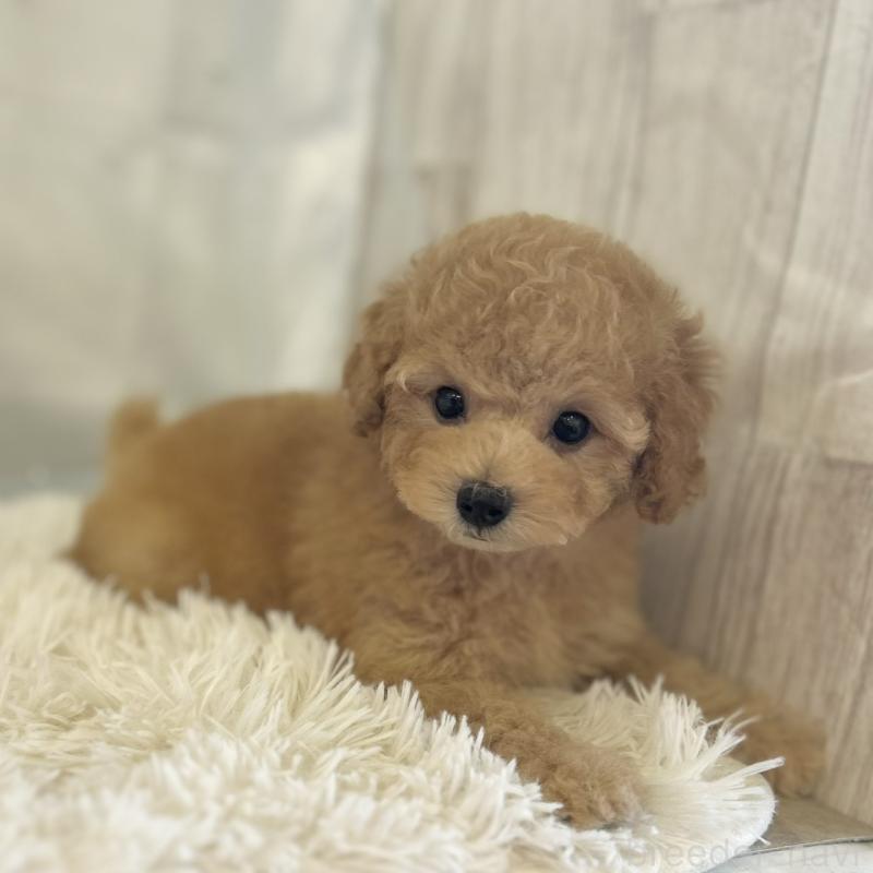 販売中の愛知県のタイニープードル-437130の2枚目