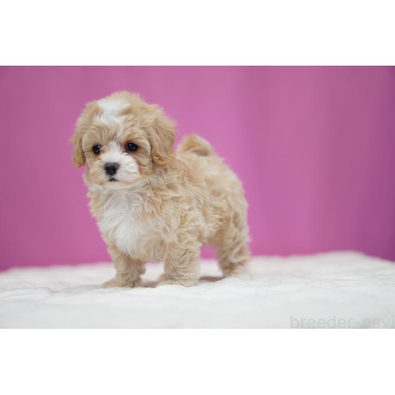 商談中の埼玉県のマルプー:マルチーズ×トイプードル-433048の3枚目