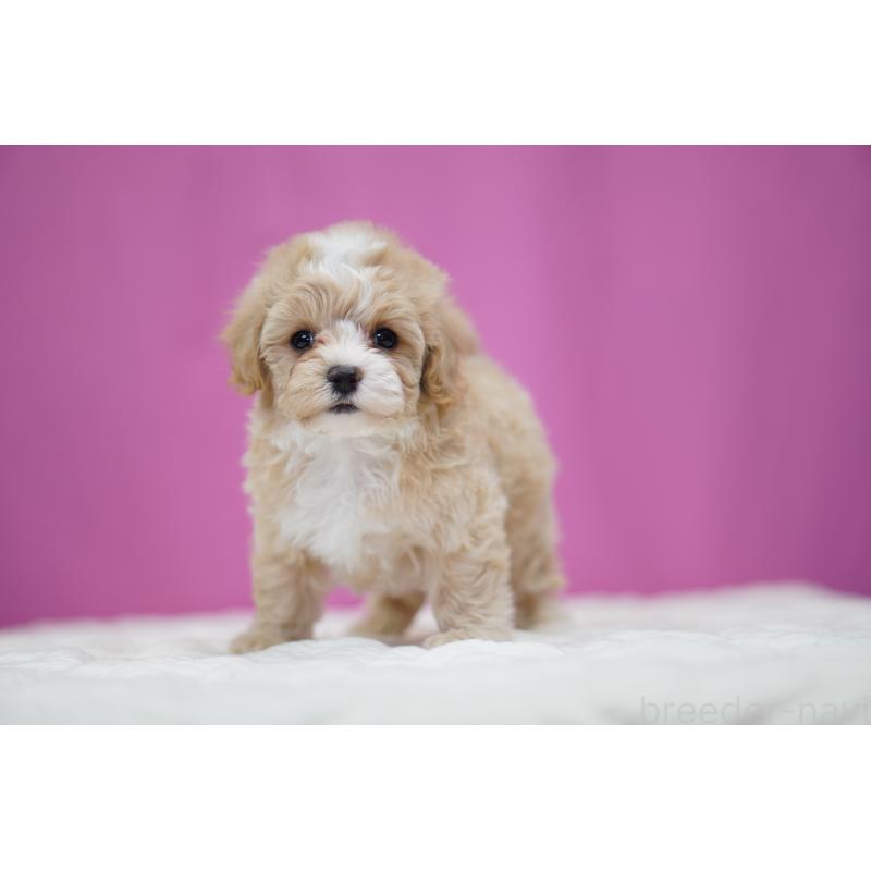 商談中の埼玉県のマルプー:マルチーズ×トイプードル-433048の2枚目