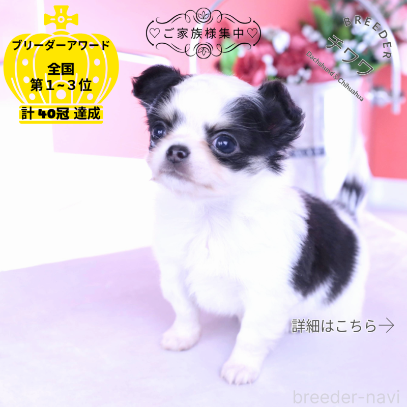 販売中の愛知県のチワワ(ロングコート)-437131