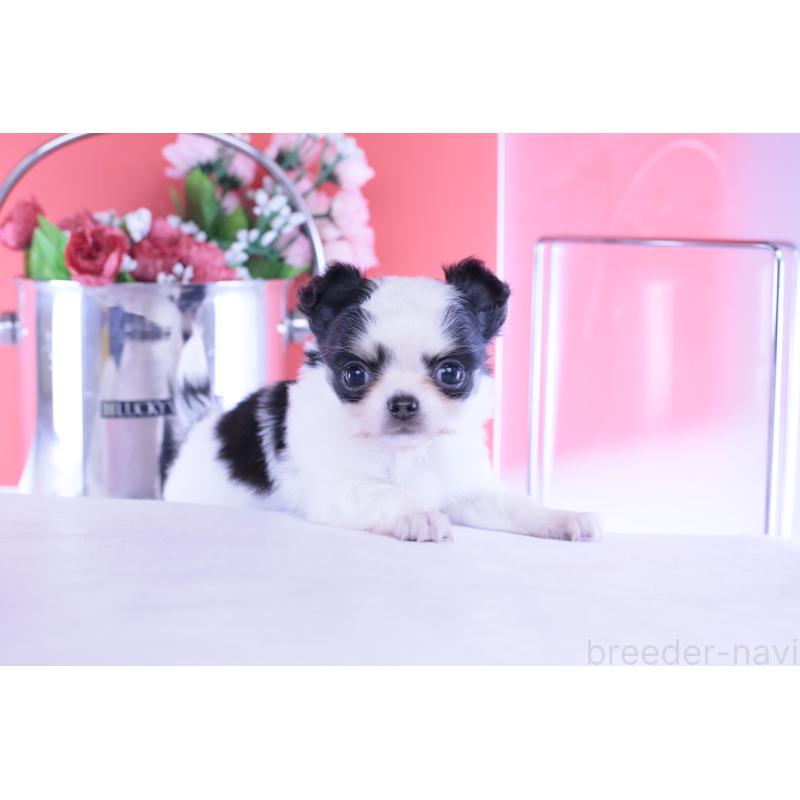 販売中の愛知県のチワワ(ロングコート)-437131の15枚目