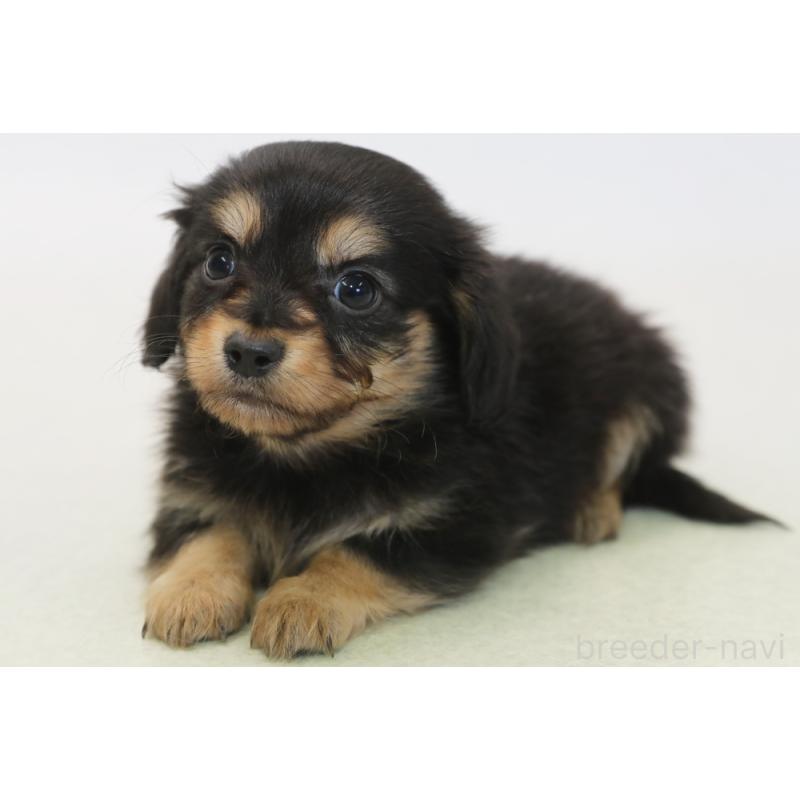 販売中の神奈川県のチワックス:チワワ×ミニチュアダックスフンド-431475