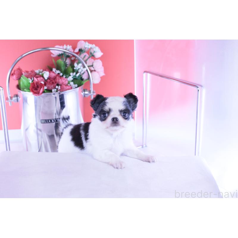 販売中の愛知県のチワワ(ロングコート)-437131の14枚目