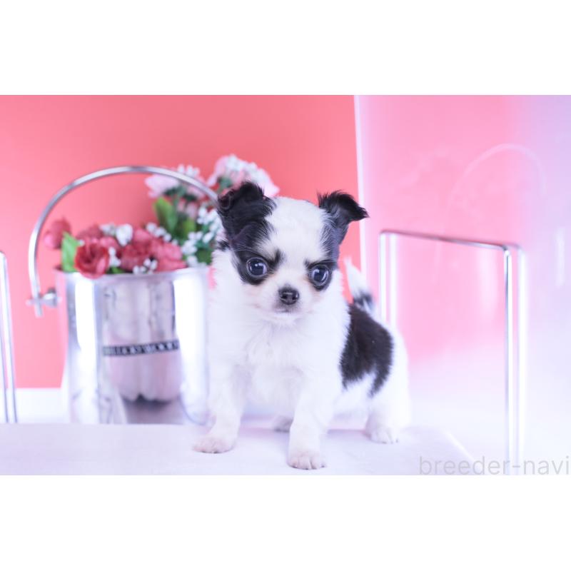 販売中の愛知県のチワワ(ロングコート)-437131の13枚目