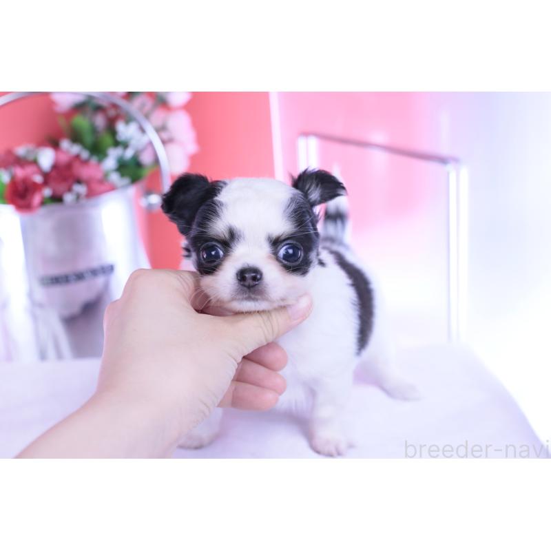 販売中の愛知県のチワワ(ロングコート)-437131の12枚目