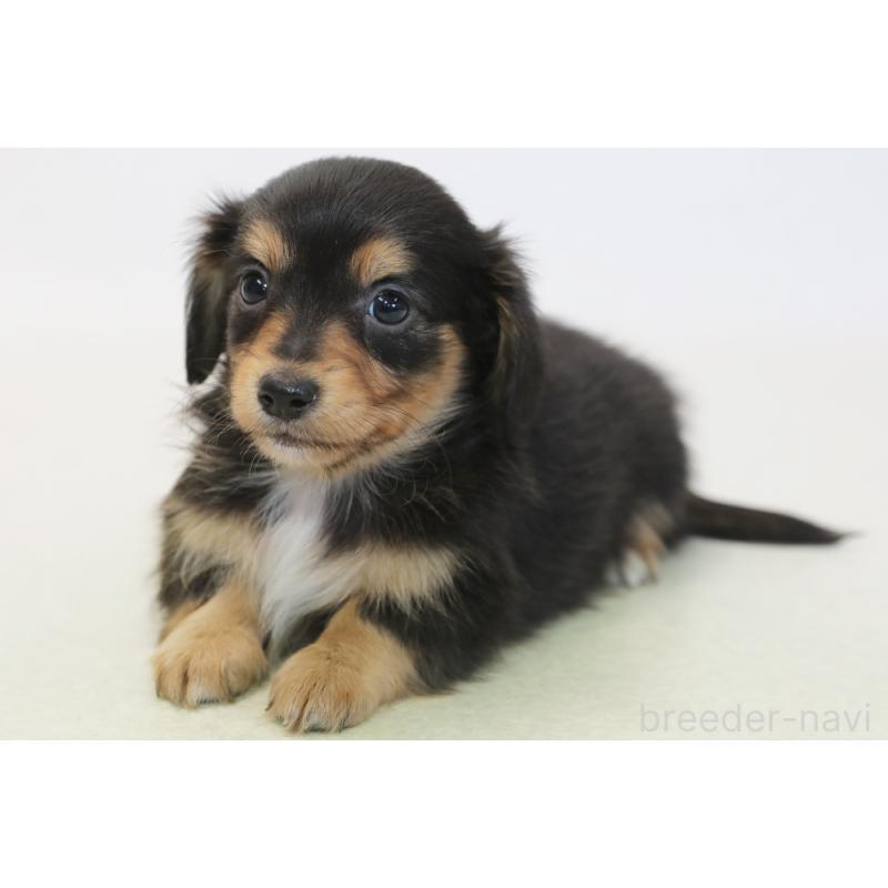 販売中の神奈川県のチワックス:チワワ×ミニチュアダックスフンド-431476