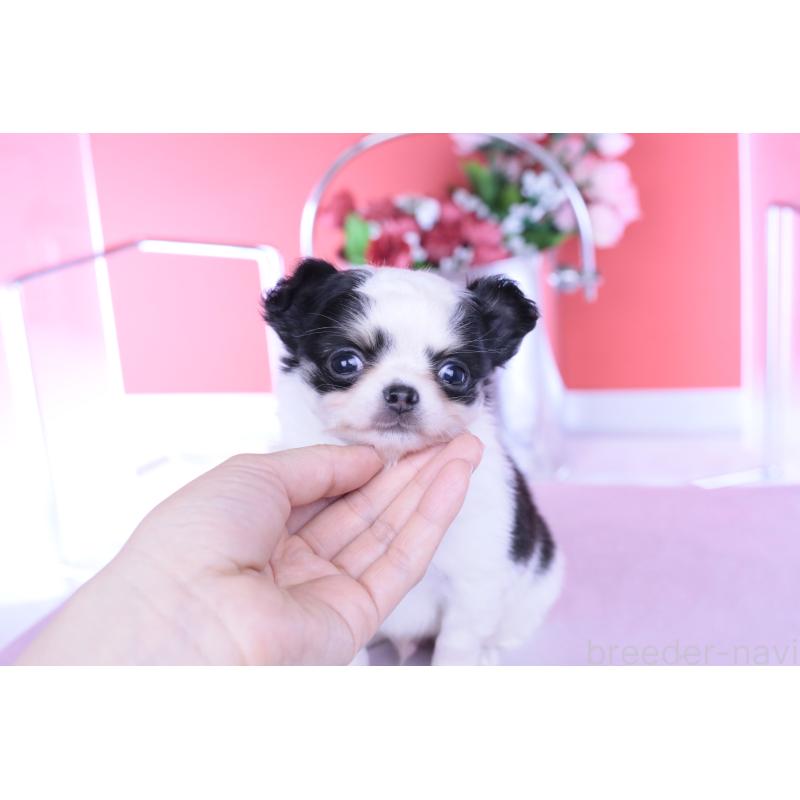 販売中の愛知県のチワワ(ロングコート)-437131の6枚目