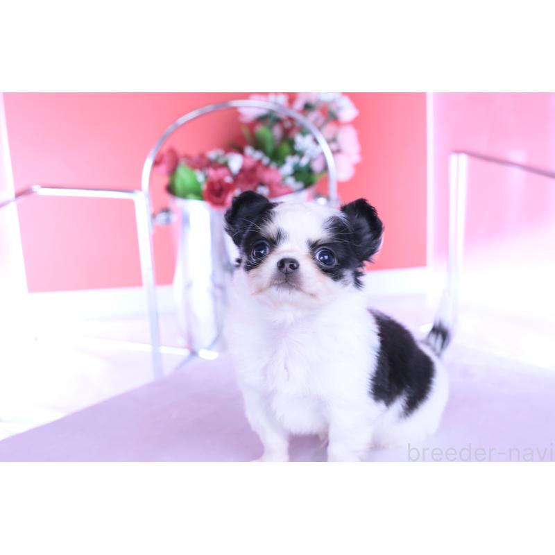 販売中の愛知県のチワワ(ロングコート)-437131の5枚目