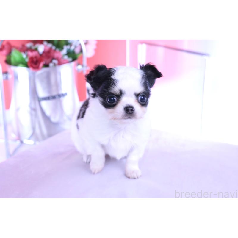 販売中の愛知県のチワワ(ロングコート)-437131の4枚目