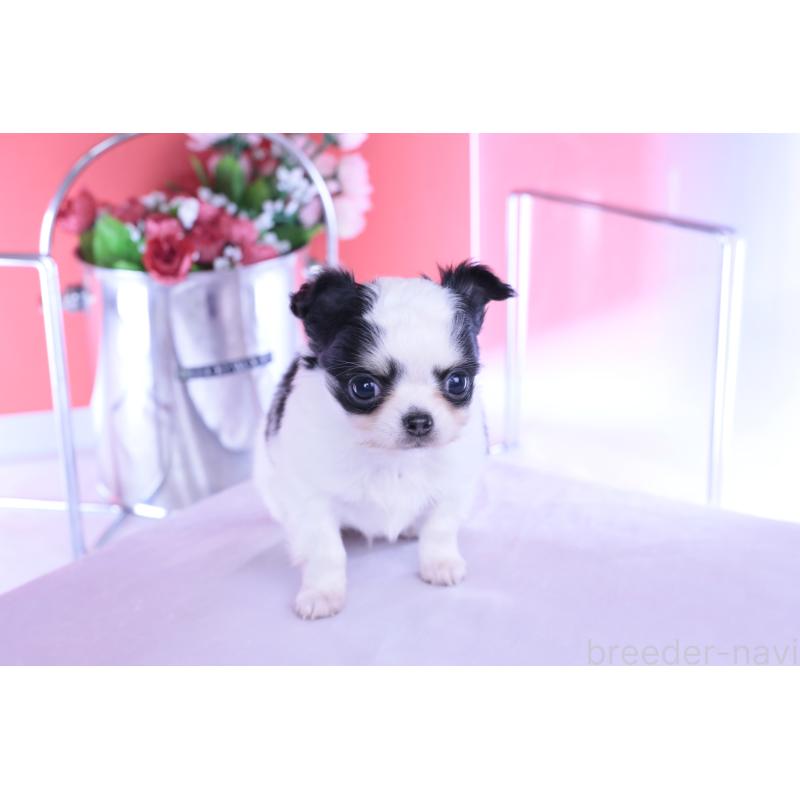 販売中の愛知県のチワワ(ロングコート)-437131の3枚目