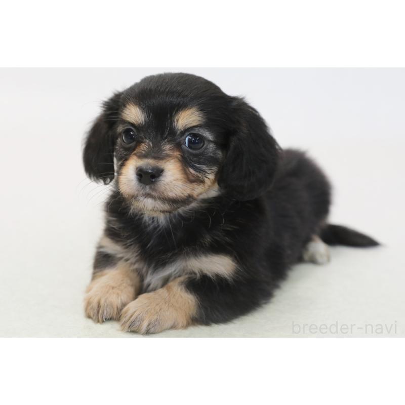 販売中の神奈川県のチワックス:チワワ×ミニチュアダックスフンド-431483