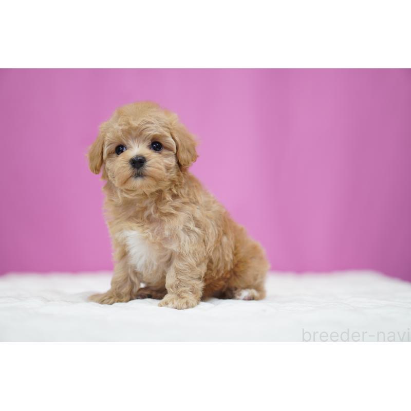 販売中の埼玉県のマルプー:マルチーズ×トイプードル-433050の4枚目