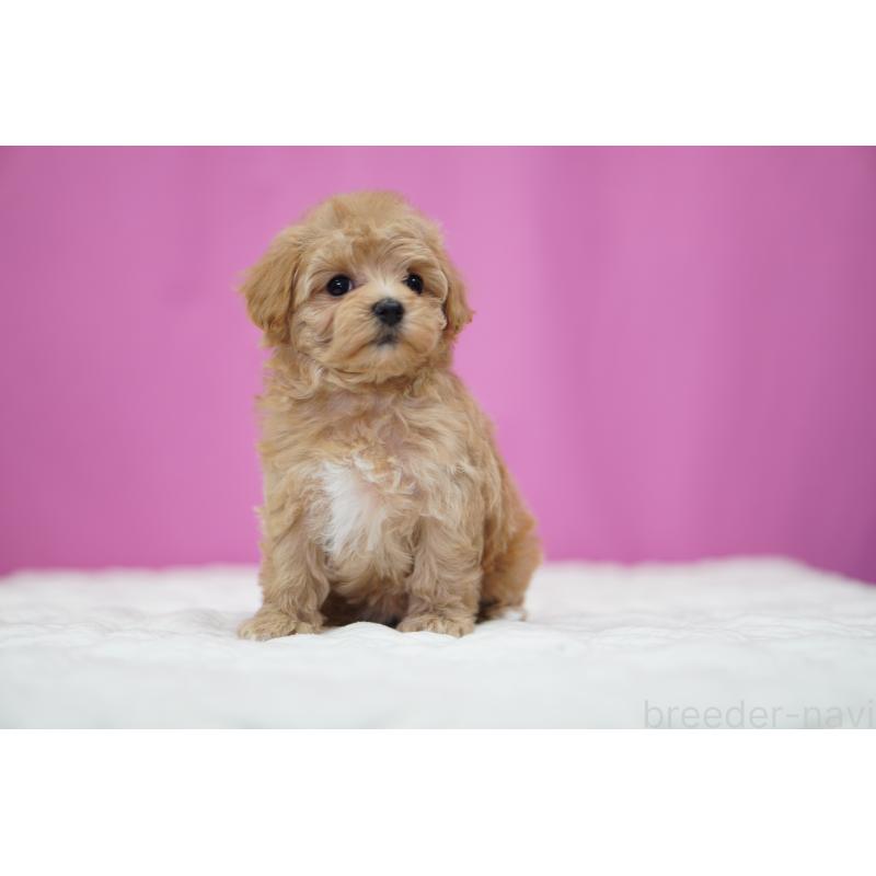 販売中の埼玉県のマルプー:マルチーズ×トイプードル-433050の3枚目