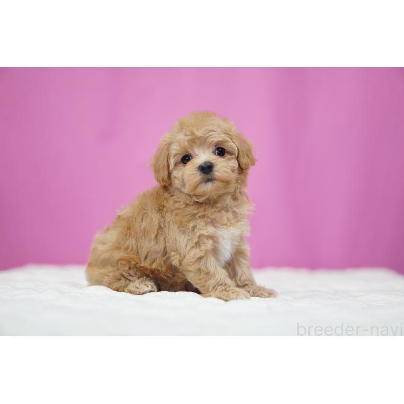 販売中の埼玉県のマルプー:マルチーズ×トイプードル-433050の2枚目