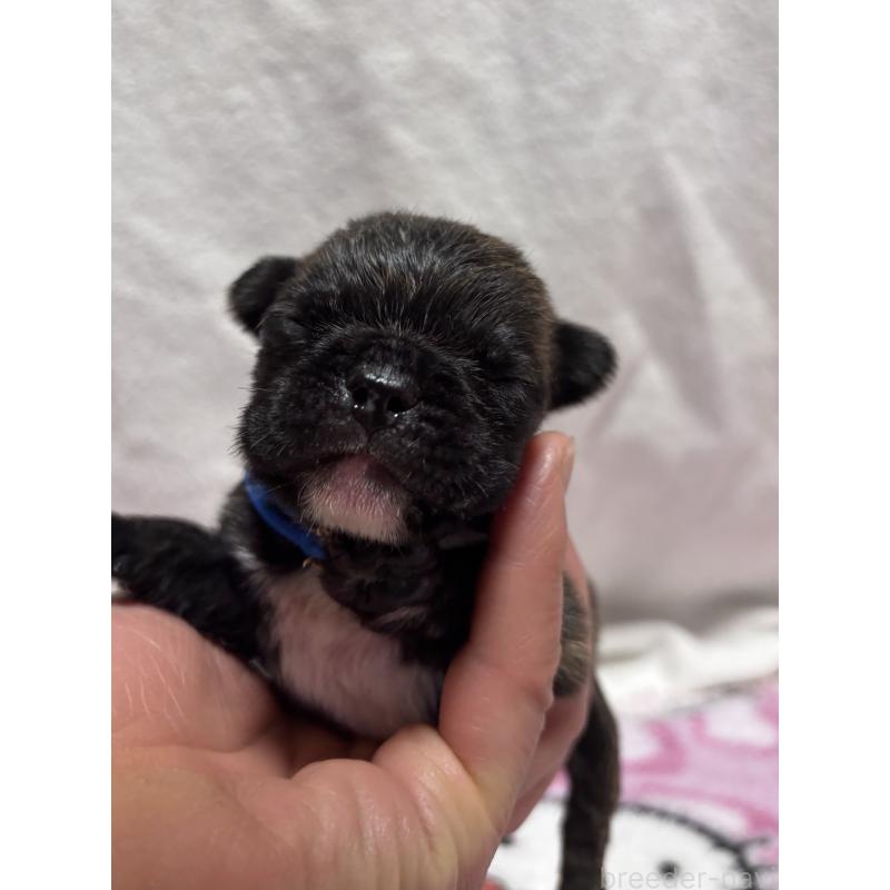 販売中の三重県のフレンチブルドッグ-437132の2枚目