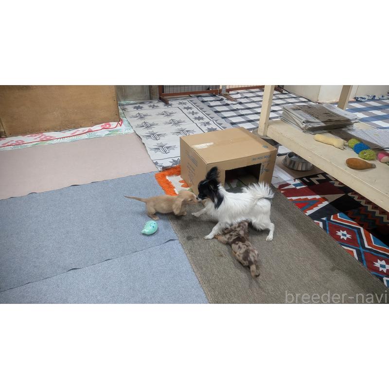 販売中の熊本県のパピヨン-398112の6枚目