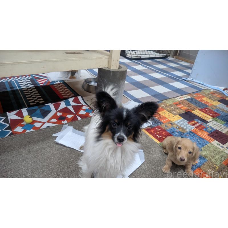 販売中の熊本県のパピヨン-398112の5枚目